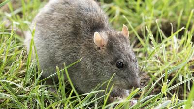 Rat brun (Rattus norvegicus).jpg