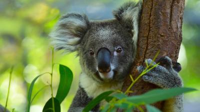 koala-arbre.jpg