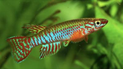 poisson-African turquoise killifish.jpg