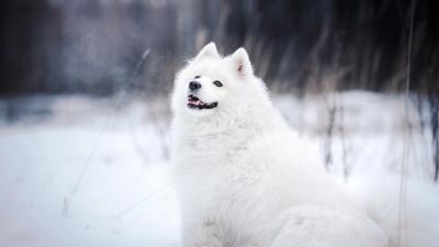 samoyede-neige.jpg