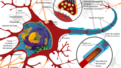 Illustration d'un neurone.png