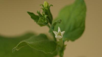Nicotiana_benthamiana_flower.jpeg