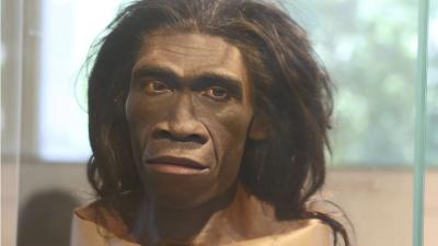 Homo-erectus.jpg