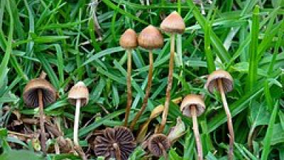 Psilocybe_mexicana_Veracruz.jpg