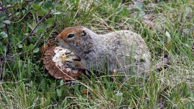 ecureuil-terrestre-Spermophilus_parryii.jpg