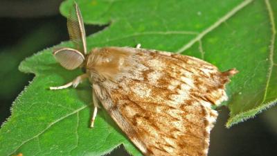 papillon_spongieuse.jpg