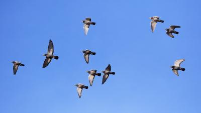 pigeons-voyageurs.jpg