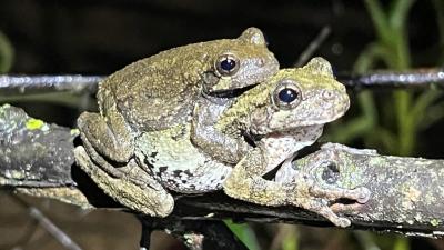 grenouille-accouplement.jpeg