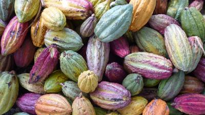 1024px-assortiment_de_cabosse-madagascar-oct-09.jpg
