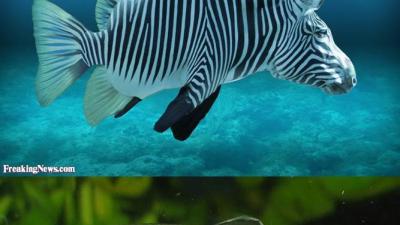 poisson-zebre.jpg