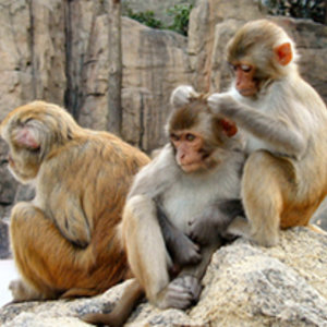 macaques