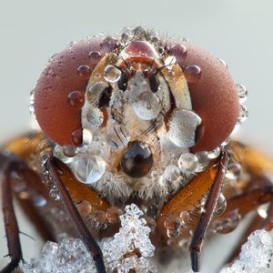 Abeille