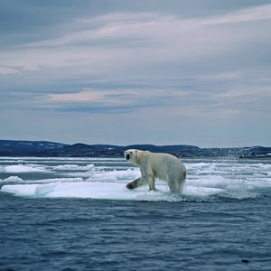 Arctique