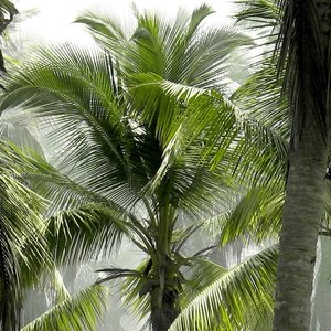 Forêt tropicale