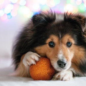 chien2
