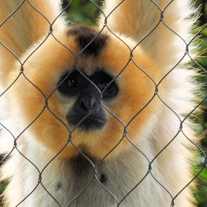 gibbon