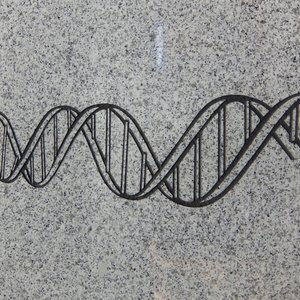 ADN