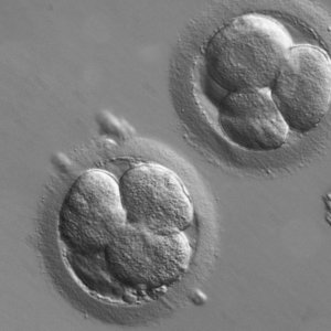 embryo