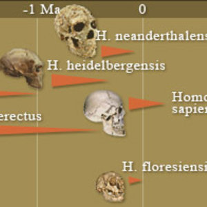hominides.com
