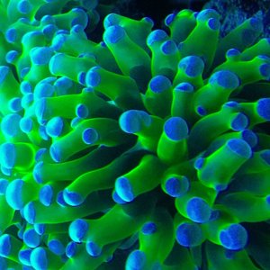 Elegant coral