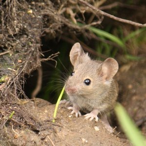 souris