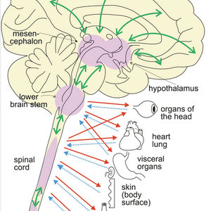 cerveau-émotion