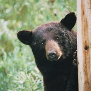 ours