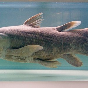 poisson