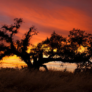 arbre ouest