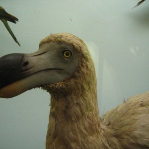 dodo