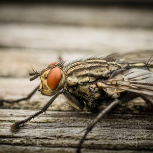 mouche2