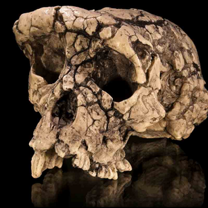 Sahelanthropus tchadensis