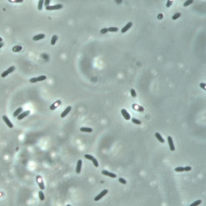 Solibacillus kalamii 