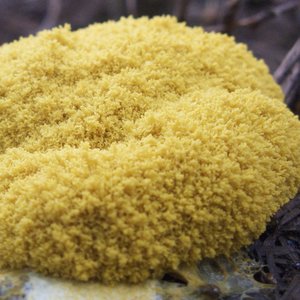Blob-SlimeMold