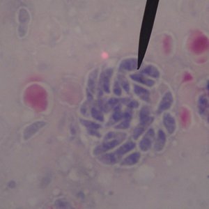 Capsule Pascal L’altruisme est-il inscrit dans la nature.jpg (453.36 Ko) 