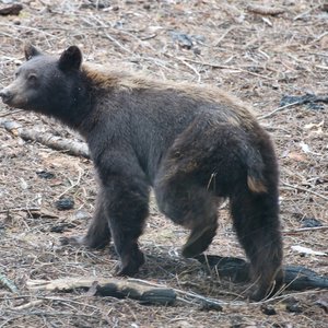 Capsule Pascal La danse de l’ours une question d’odeurs.jpg (1.24 Mo) 