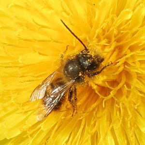 article isabelle Néonicotinoïdes les pesticides tueurs d’abeilles.jpg (202.43 Ko)