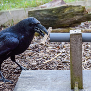 corbeau