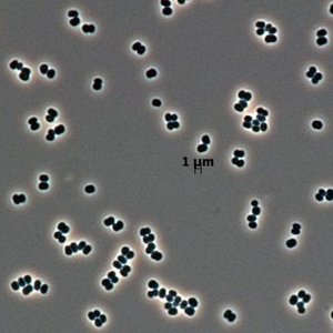 Capsule Pascal Défendre Mars plutôt que de défendre la Terre.jpg (76.84 Ko) 