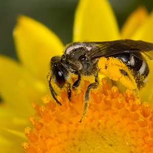 Capsule Pascal L’abeille qui compte zéro.jpg (593.3 Ko) 