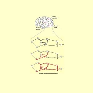le cerveau modifié.jpg (61.96 Ko) 