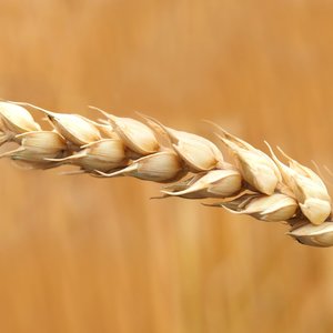 Capsule Alexis Gohier Drolet Le blé est plus complexe que nous.jpeg (265 Ko) 