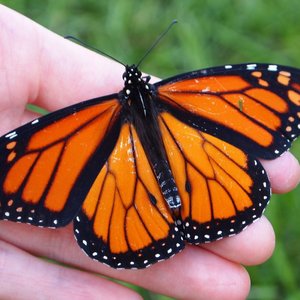 Capsule Alexis Gohier Drolet Les monarques sont en retard.jpg (254.1 Ko) 