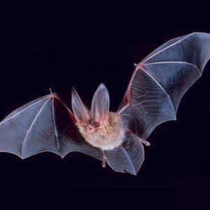 Capsule Alexis Gohier Drolet Qui parle pour les chauves-souris.jpg (63.69 Ko) 
