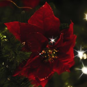 Noel-poinsettia