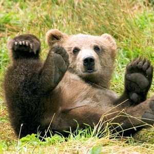 USFWS-Brown-Bear.jpg (974.09 Ko) 