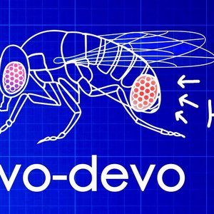 evo-devo