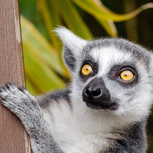 lemur4.jpg (338.34 Ko) 
