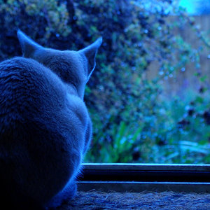 DDR-BlueMonday-Chat