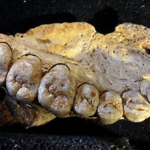 fossile-machoire-humain